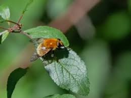 Attēlu rezultāti vaicājumam “Arctophila superbiens”