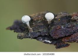 Attēlu rezultāti vaicājumam “Craterium minutum stalked”