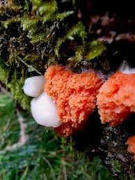 Attēlu rezultāti vaicājumam “Tubifera ferruginosa (subsp. ferruginosa) spores”