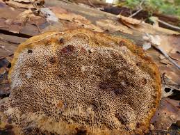 Attēlu rezultāti vaicājumam “Gloeophyllum odoratum”