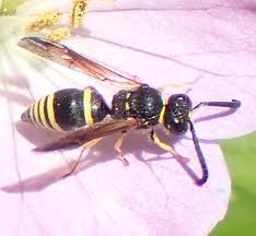 Attēlu rezultāti vaicājumam “Ancistrocerus sp.”