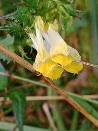 Attēlu rezultāti vaicājumam “Melampyrum pratense leaf”