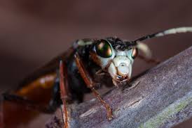 Attēlu rezultāti vaicājumam “Tenthredo mandibularis”