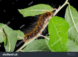 Attēlu rezultāti vaicājumam “Eriogaster lanestris”