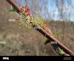 Attēlu rezultāti vaicājumam “Salix x doniana flower”