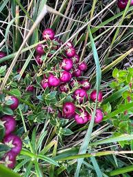 Attēlu rezultāti vaicājumam “Gaultheria cuneata”