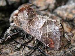 Attēlu rezultāti vaicājumam “Clostera pigra”