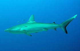 Image result for Carcharhinus galapagensis