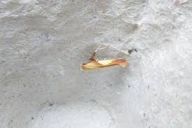 Attēlu rezultāti vaicājumam “Caloptilia alchimiella”