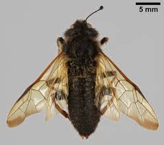 Attēlu rezultāti vaicājumam “Trichiosoma”