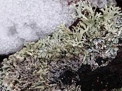 Attēlu rezultāti vaicājumam “Hypogymnia tubulosa”