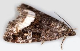 Attēlu rezultāti vaicājumam “Protodeltote pygarga”