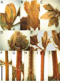Attēlu rezultāti vaicājumam “Hypericum maculatum leaf”