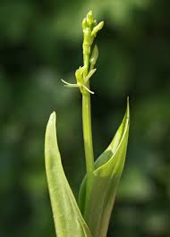 Attēlu rezultāti vaicājumam “Liparis loeselii bud”