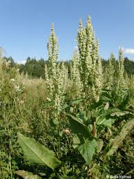 Attēlu rezultāti vaicājumam “Rumex aquaticus”