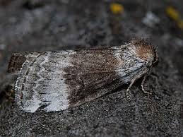 Attēlu rezultāti vaicājumam “Tetheella fluctuosa”