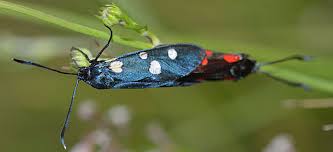 Attēlu rezultāti vaicājumam “Zygaena filipendulae”