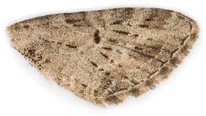 Attēlu rezultāti vaicājumam “Eupithecia exiguata”