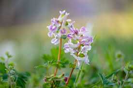 Attēlu rezultāti vaicājumam “Corydalis cava flower”