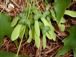 Attēlu rezultāti vaicājumam “Acer saccharinum fruit”