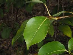 Attēlu rezultāti vaicājumam “Populus simonii leaf”