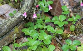 Attēlu rezultāti vaicājumam “Linnaea borealis flower”