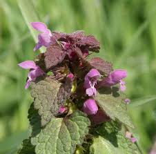Attēlu rezultāti vaicājumam “Lamium purpureum”