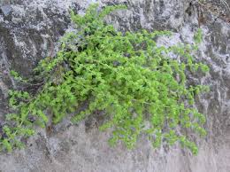 Attēlu rezultāti vaicājumam “Herniaria glabra”