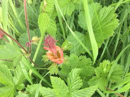 Attēlu rezultāti vaicājumam “Geum urbanum leaf”