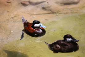 Attēlu rezultāti vaicājumam “Anseriformes”