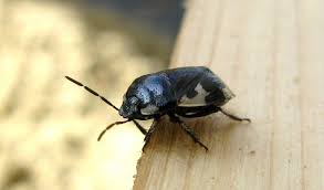 Attēlu rezultāti vaicājumam “Tritomegas bicolor imago”