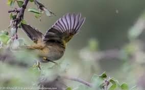 Attēlu rezultāti vaicājumam “Hippolais icterina”