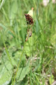 Attēlu rezultāti vaicājumam “Luzula campestris fruit”