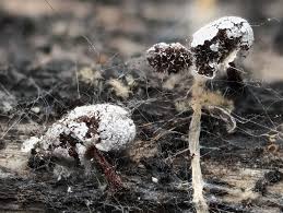 Attēlu rezultāti vaicājumam “Physarum gravidum”