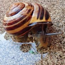 Attēlu rezultāti vaicājumam “Cepaea nemoralis”