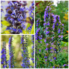 Image result for Hyssopus officinalis