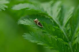 Attēlu rezultāti vaicājumam “Ancylis badiana”