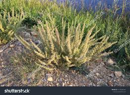 Image result for Chenopodium botrys