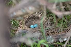 Attēlu rezultāti vaicājumam “Turdus philomelos nest”