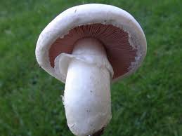 Attēlu rezultāti vaicājumam “Agaricus”
