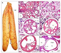 Image result for Aplodinotus grunniens
