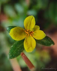 Attēlu rezultāti vaicājumam “Portulacaceae”
