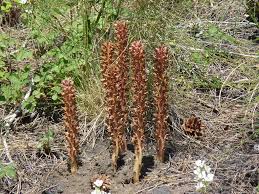 Attēlu rezultāti vaicājumam “Orobanche elatior flower”
