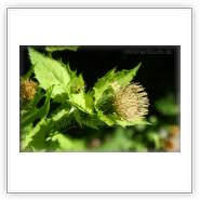 Attēlu rezultāti vaicājumam “Cirsium x rigens”