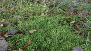 Attēlu rezultāti vaicājumam “Sphagnum riparium”