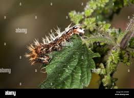 Attēlu rezultāti vaicājumam “Polygonia c-album larva”