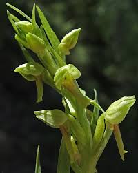 Attēlu rezultāti vaicājumam “Dactylorhiza maculata bud”