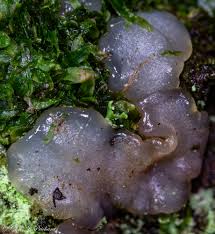 Attēlu rezultāti vaicājumam “Myxarium nucleatum”