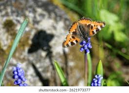 Attēlu rezultāti vaicājumam “Nymphalis xanthomelas upperside”