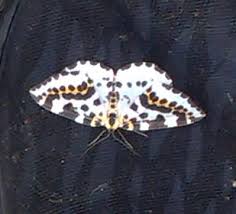 Attēlu rezultāti vaicājumam “Abraxas grossulariata imago”